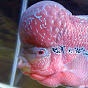 Foo the Flowerhorn Foo The Flowerhorn : Revenu