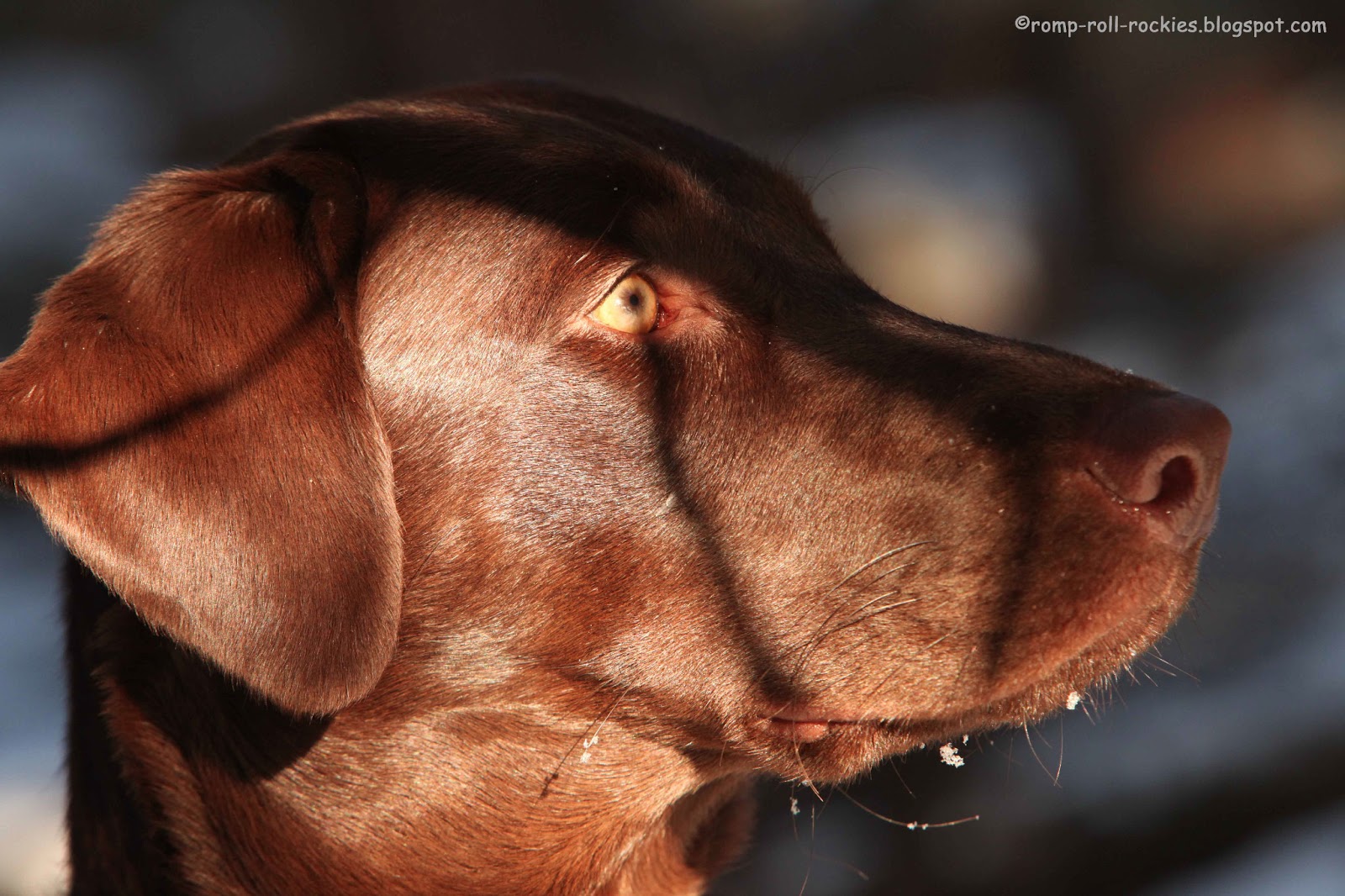 Do dogs understand death?