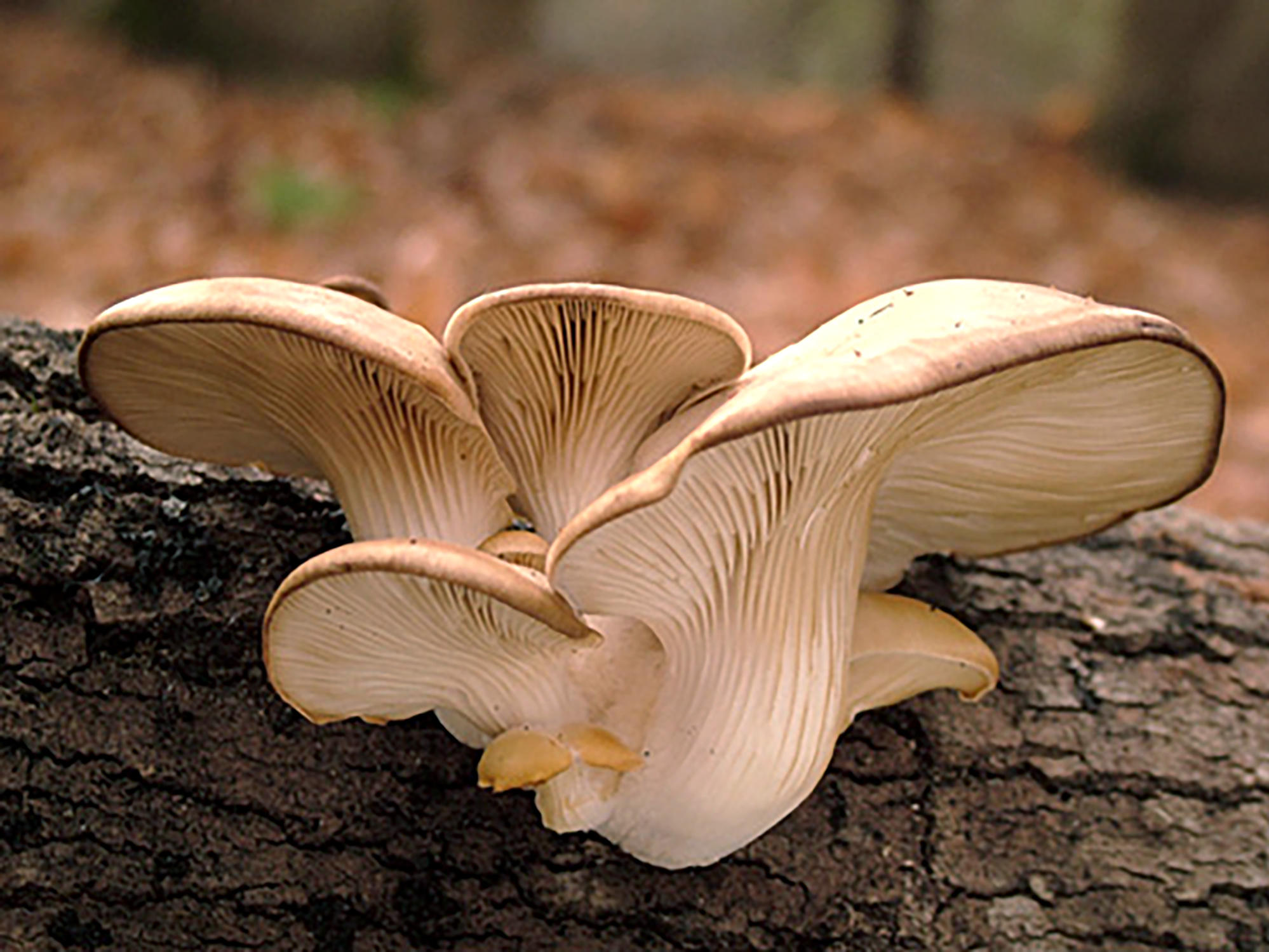 Вешенка обыкновенная. Вёшенка обыкновенная. Pleurotus ostreatus. Вёшенка обыкновенная Степная. Вёшенка Степная острая.