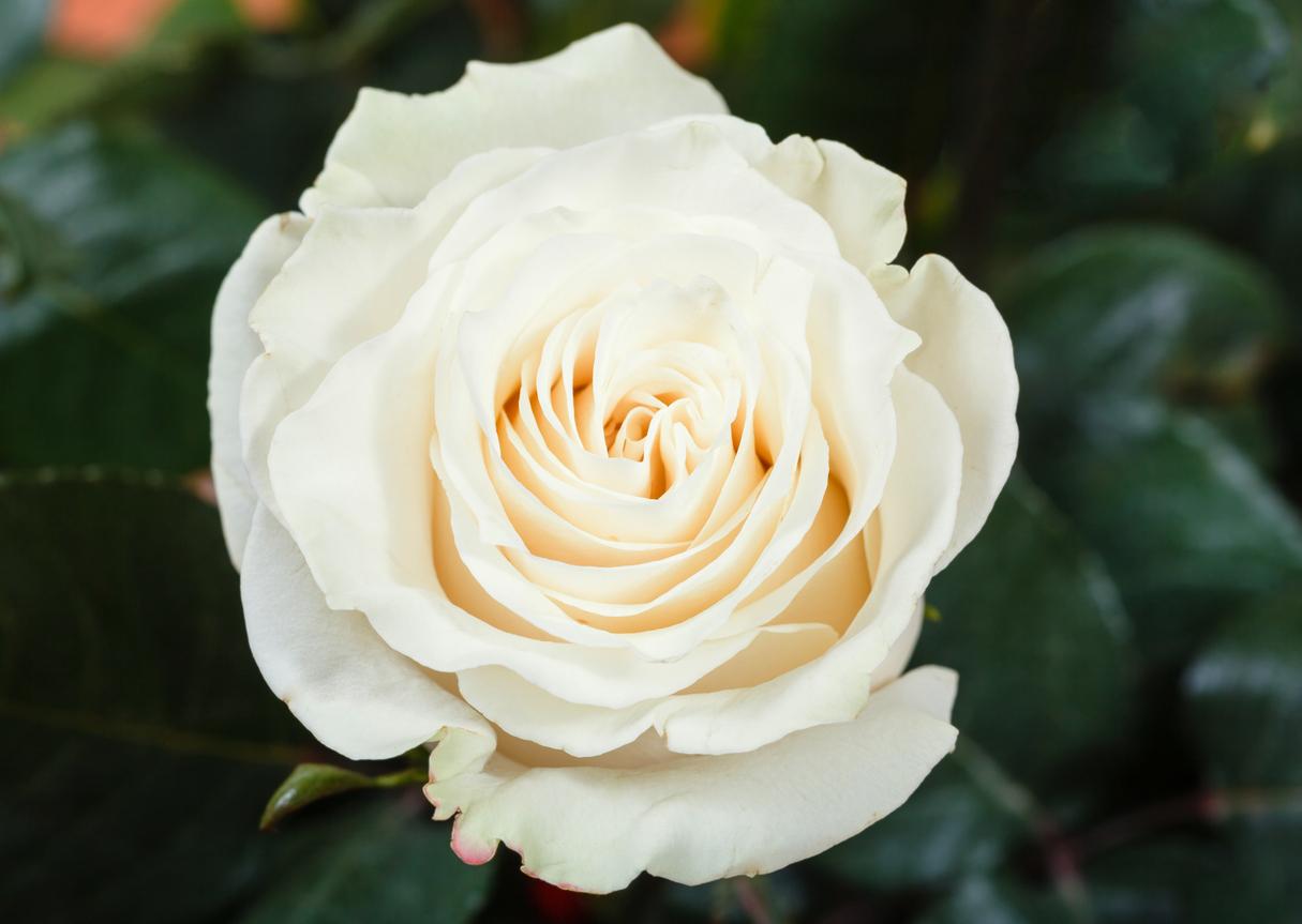 What do 3 white roses mean?