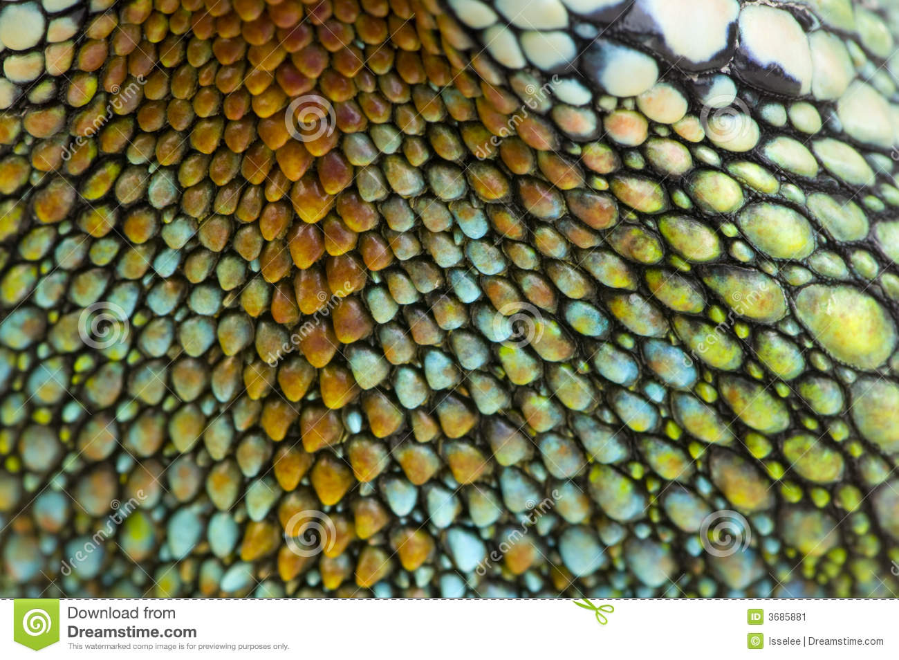 What is reptile skin made of?