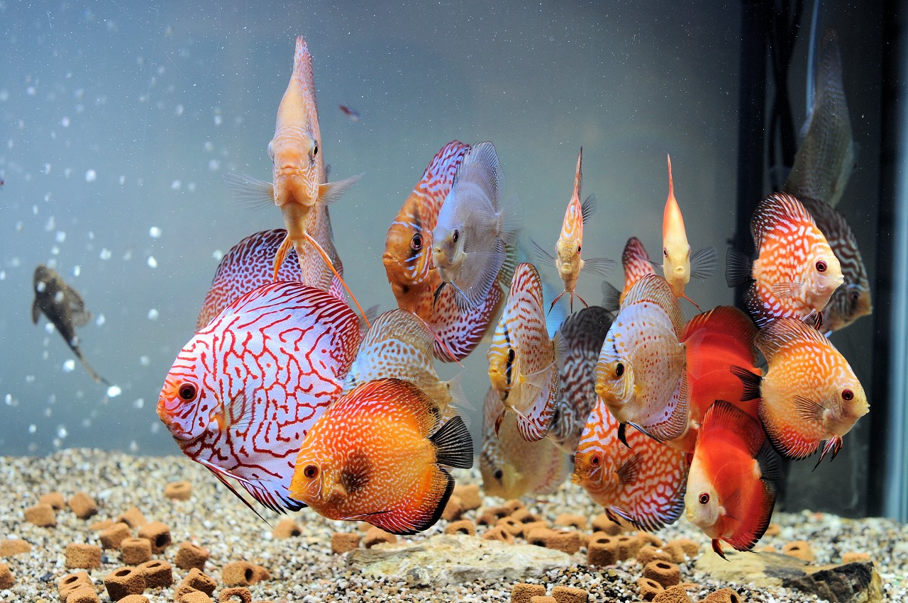 Fish Following Who is follow the fish? – Famuse : #1 Models, Actors, Agencies ...