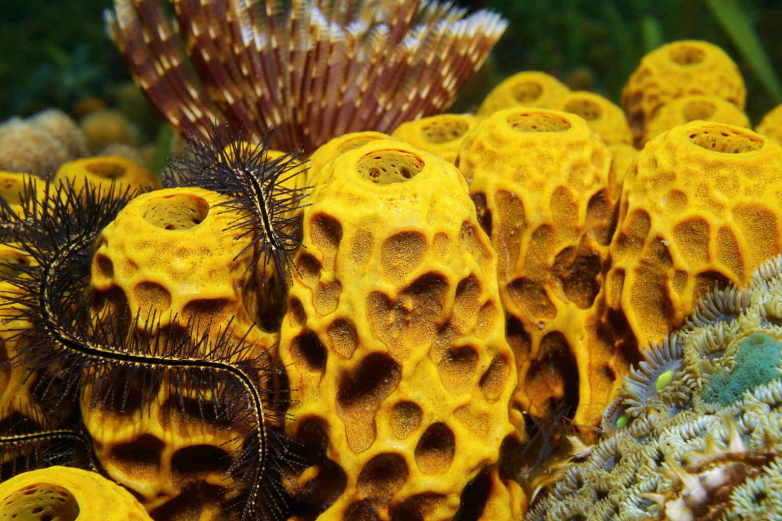 Why are sponges considered animals?