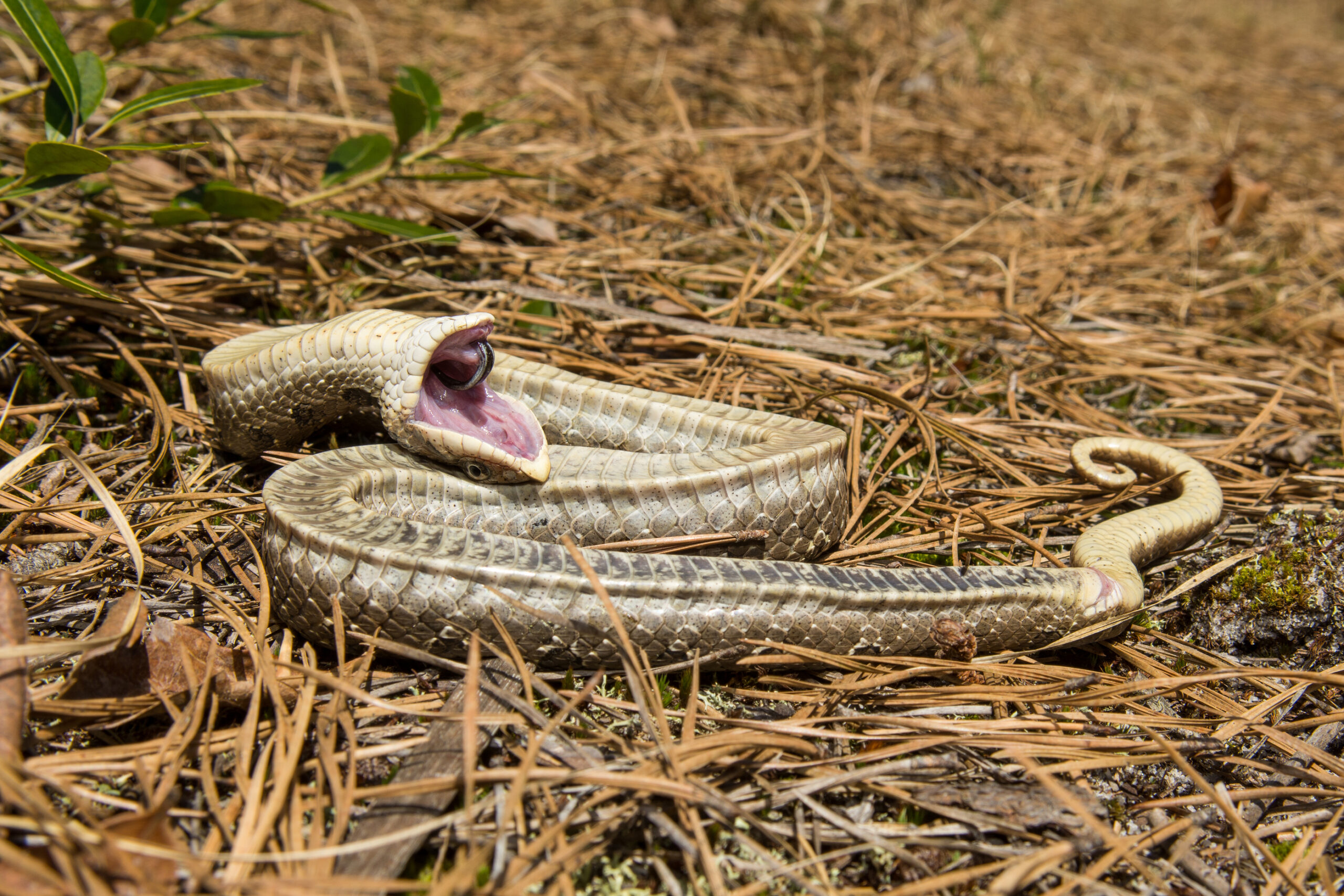 why-can-t-navajos-look-at-snakes