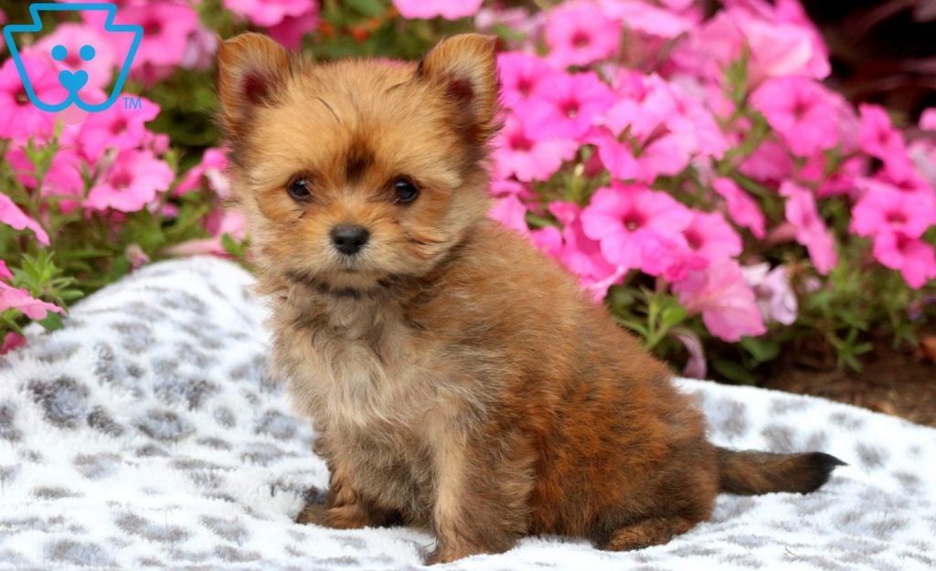 Does Pomeranian bark a lot?