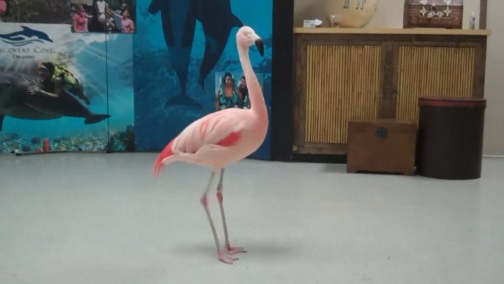 Is flamingo a bird?