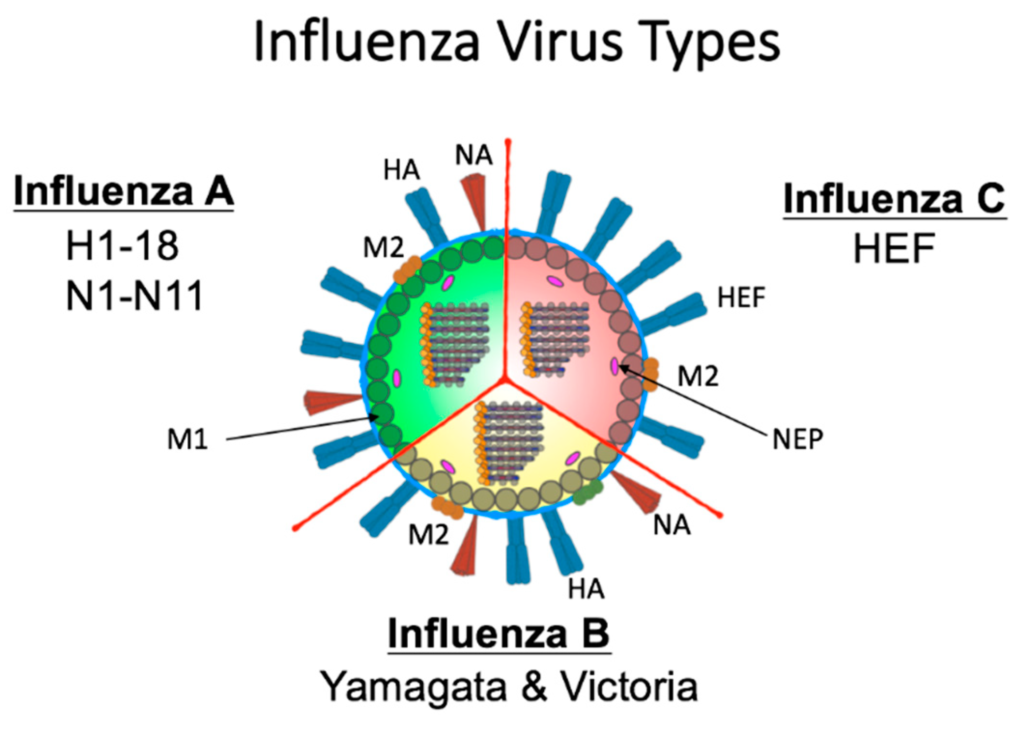 What is virulence of a virus?