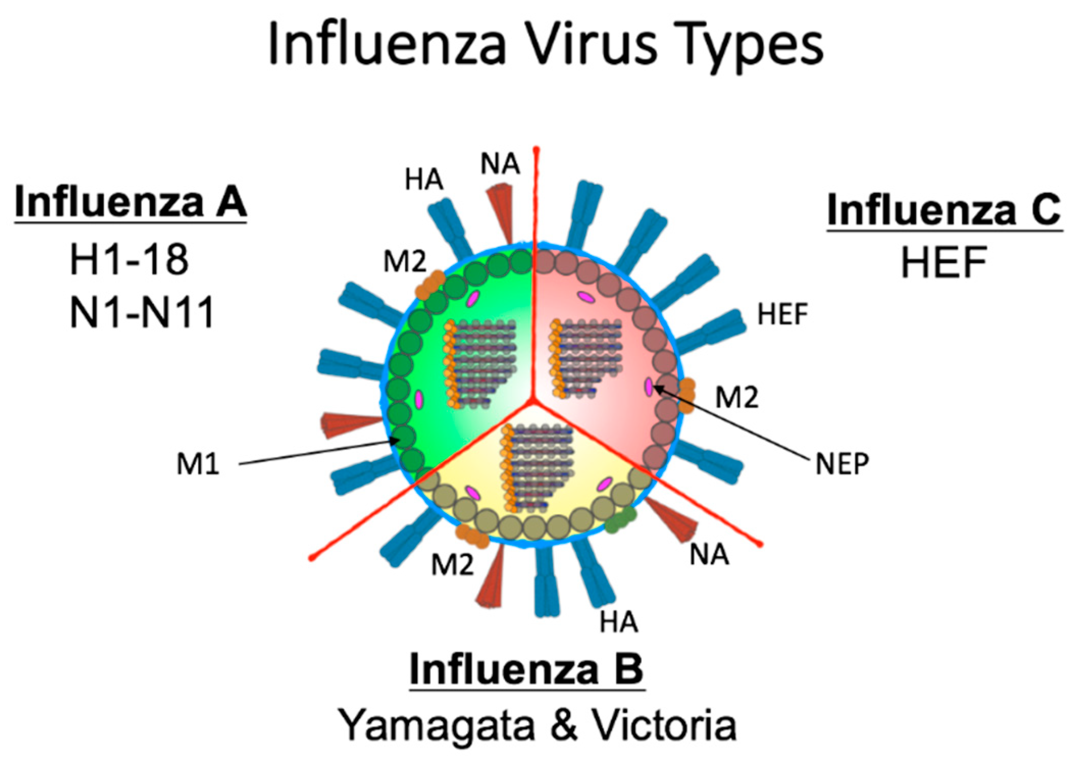 Семейство гриппа. Вирус гриппа. Инфлюэнца вирус. Изображение вируса гриппа. Молекула вируса гриппа.